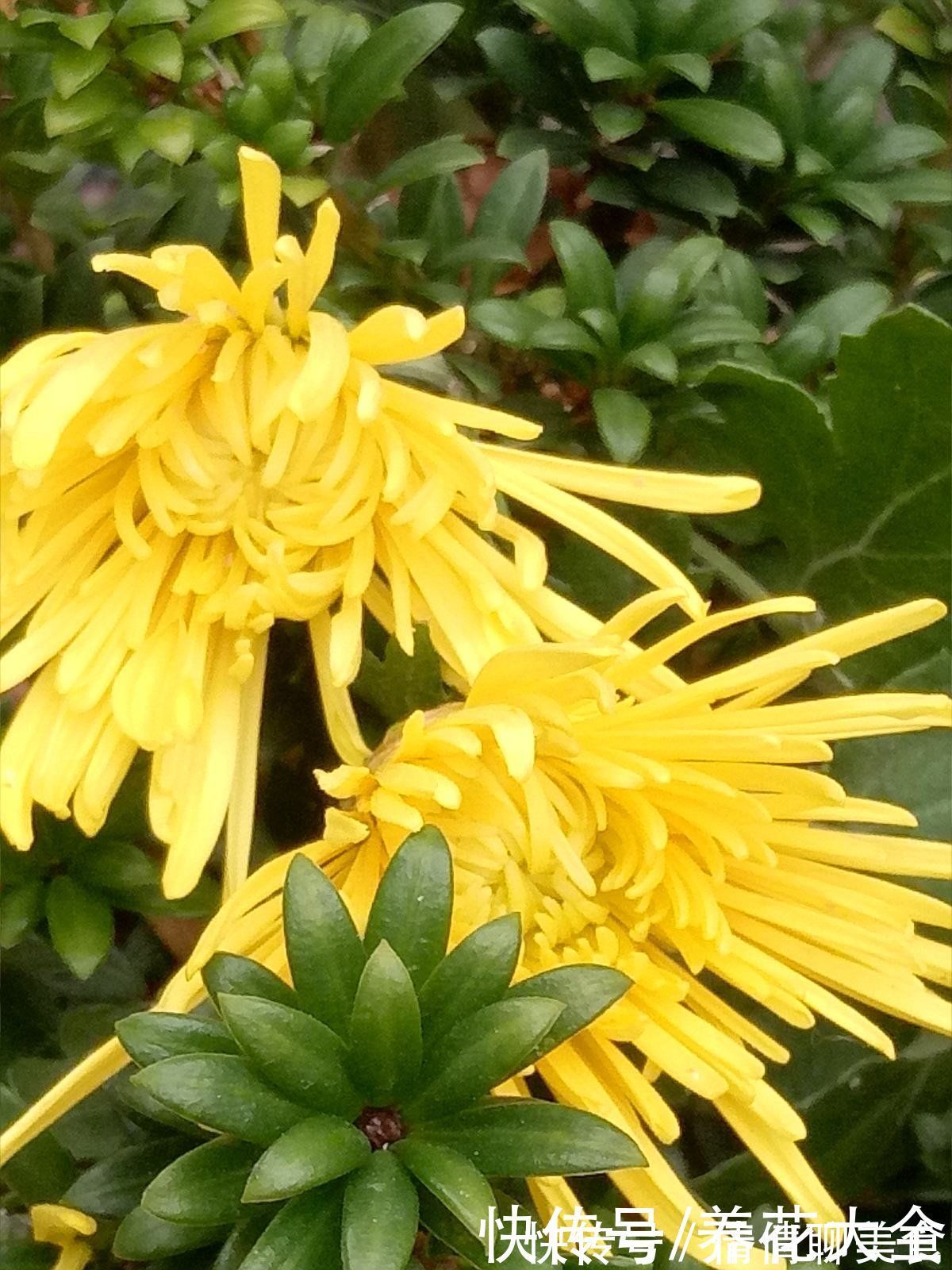 冬天养花，早上少做4件事，花草平平安安度过冬天