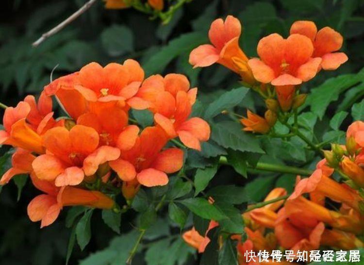 生命力|生命力顽强的4种花,生根快,沾土就活,7天就开花