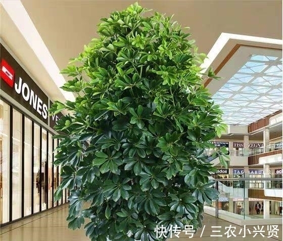 阳台养花要“讲究”,这3种“再丑”也要养一盆,镇宅又旺运