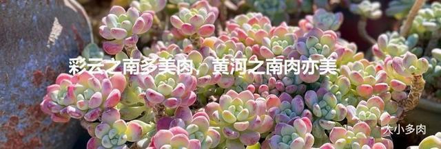 所爱隔山海,山海皆可平!多肉不只露养好看,灯光下的多肉也精彩