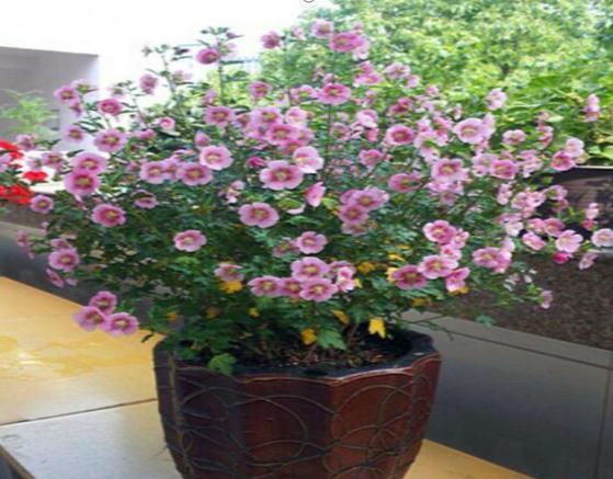 王大叔养的这盆栽，1年365天都开花，花团锦簇好看极了，好养活