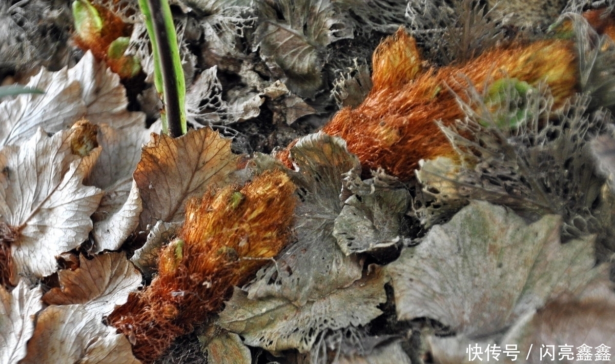 农村4种常见的野草,是不可多得的中药,关键时刻可以救你一命