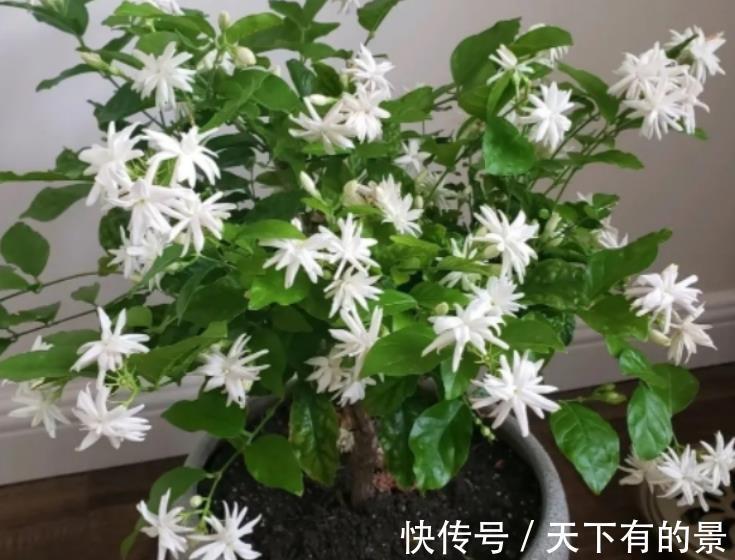 聪明人|7、8月盆栽养花,聪明人都不干这3件事