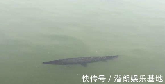 掠食者|佛山钓鱼人，河里钓获半米长尖嘴鱼，这鱼已成广东江河大害