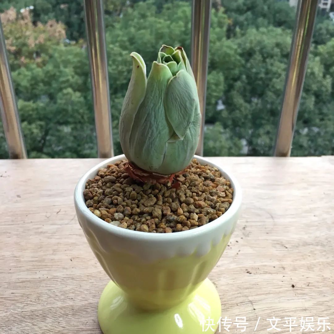 一组逆袭成功的多肉给它时间,它就会给你好看!