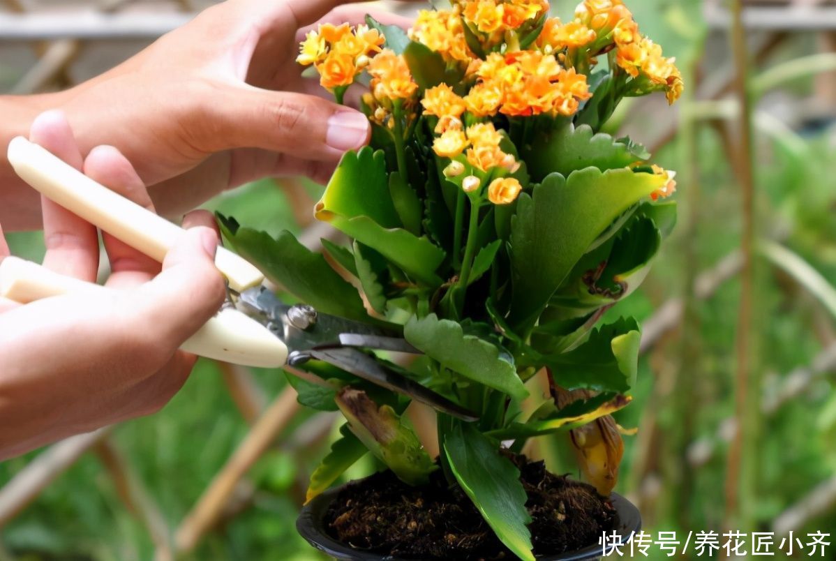 症状|养长寿花要会“观叶”，发现症状，对症下药，才能“药到病除”