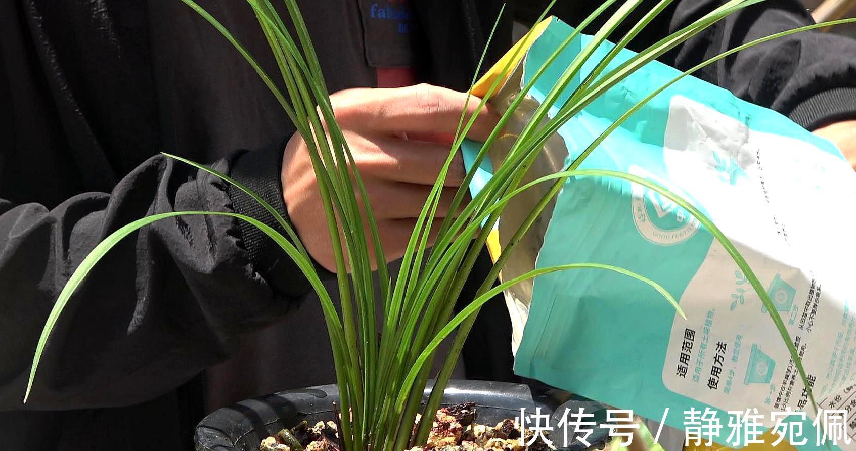 栽种|兰花上盆,5个窍门细节做足,根系深,花箭窜,兰花多又香