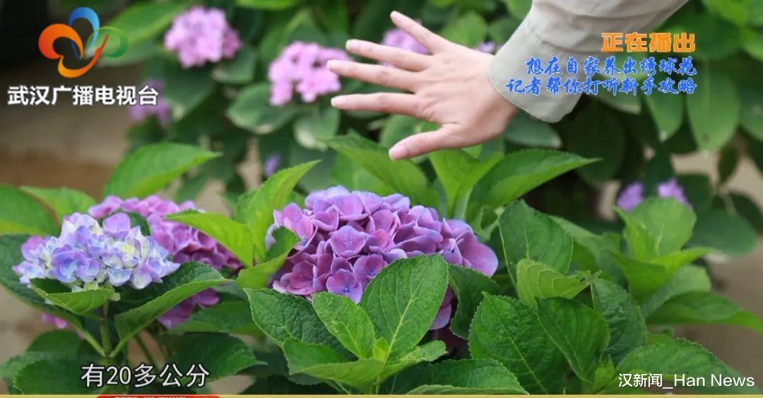 花球|想在自家养好绣球花 教你两招 花苞多开成花球