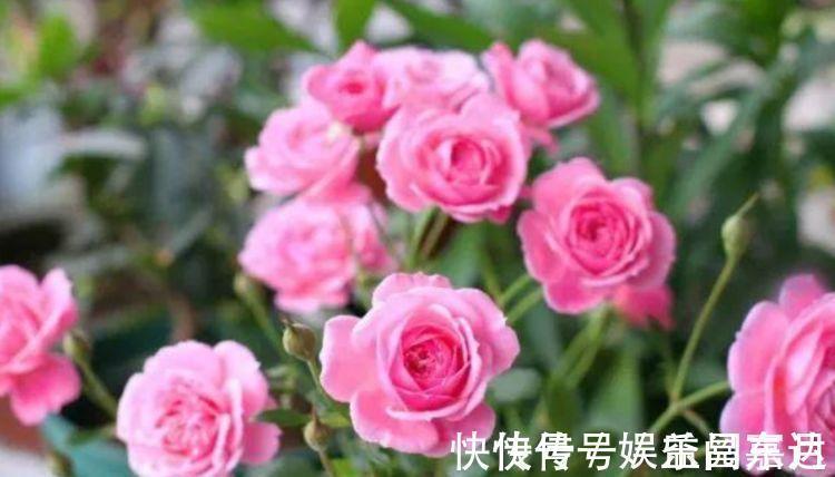 直射光|家里阳台必养此款花卉,便宜还好养,养上10盆也不多!