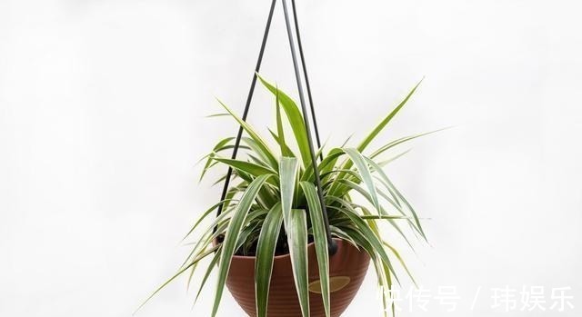 旱金莲|家里这些花卉吊起来养,既增加了观赏价值,又节省了养殖空间