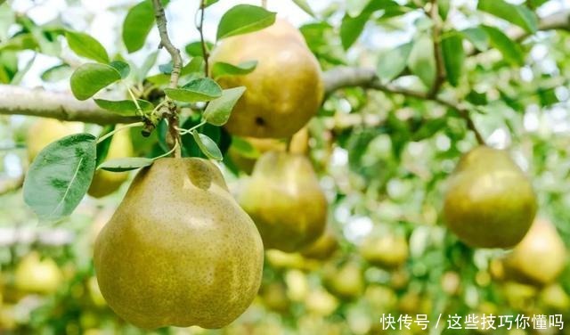 盘点厉害的水果品种推荐