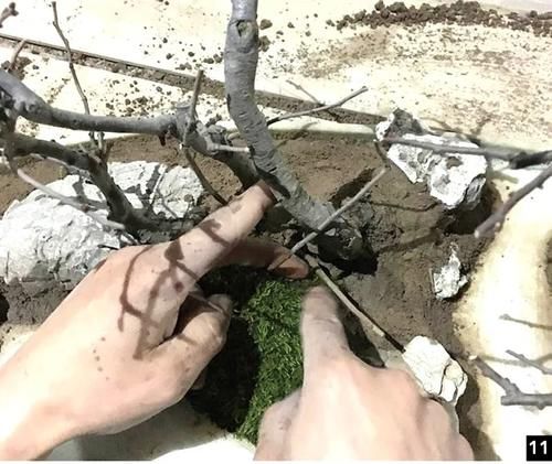 11株苗扎堆，不是柴火，而是一道苍山叠翠山水风光的水旱盆景！