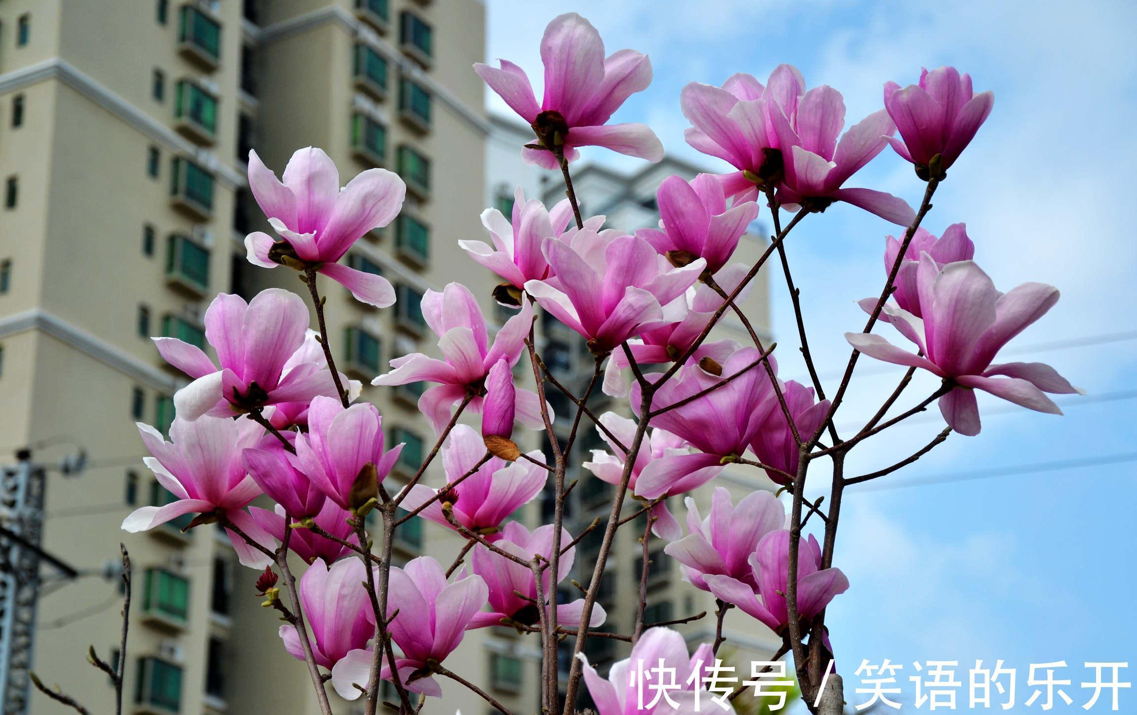 养花试试这几款,充足的光线使其长时间开花,花香会非常浓郁