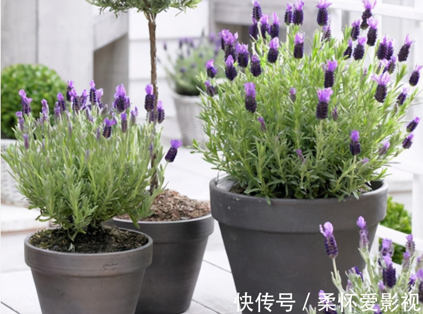 给卧室挑选盆栽,得兼顾安神的作用,聪明人早入手养这3样了