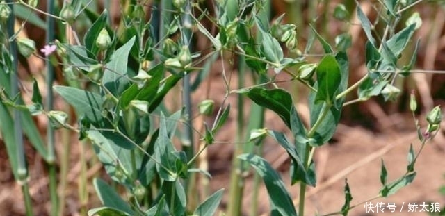 特效|农村一种像麦瓶草的野草,拥有霸气名字“王不留行”,催乳有特效