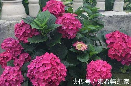 盆栽绣球花、茉莉花，植株开花少去厨房找它制肥料轻松搞定