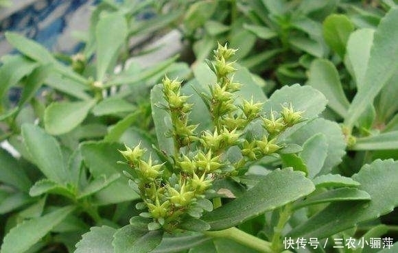 保健|农村一种“还阳草”,嫩叶是保健蔬菜,如今被广泛种植,10元一斤