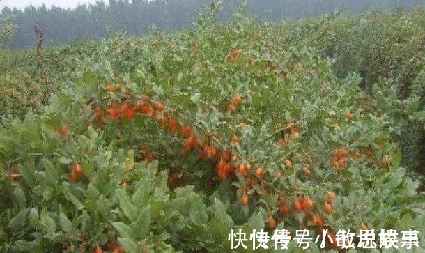 大王|这几种农作物才是抗癌大王,可惜很多人还不知道!