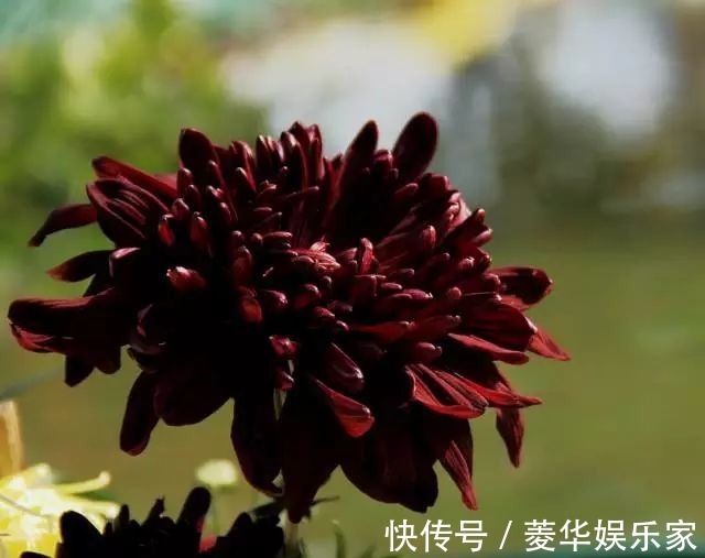 10种罕见的黑色花,都说很高贵,我怎么觉得诡异