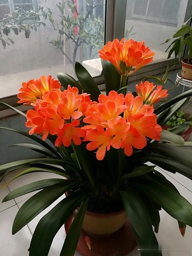 浇灌|君子兰肥足长得壮,4种“肥水”轮着浇,10枝花箭一起蹿出来