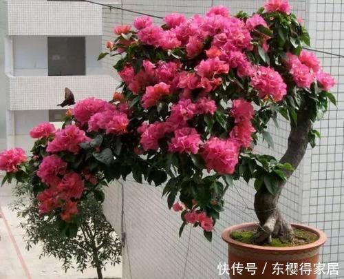 4种花华丽又高贵，看一眼就忘不了，一年四季开花不断，挤满阳台