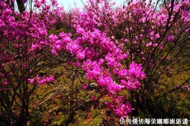 花中西施|此花是东北特有的花卉，是一个民族精神的骄傲，是西施花