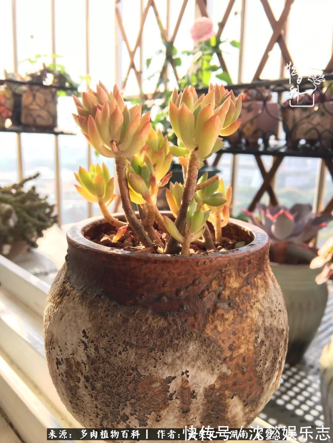 阳台党|邂逅多肉,爱折腾的阳台党,总能收获简单纯粹的快乐!