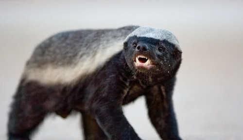 1米多长的蟒蛇游过河面,刚上岸就遭平头哥