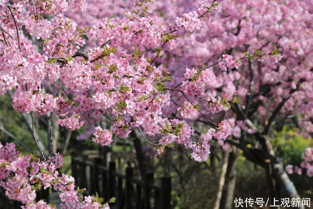 注意啦！陷入衡山北郊粉色花海，今年第①份樱花下午茶来了！樱花味儿的春天，吃定你了