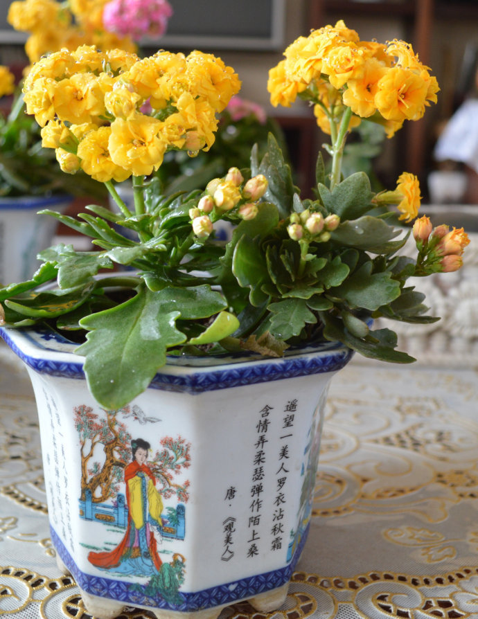 想养好长寿花很简单,知道这些方法,可以使长寿花花期长开花旺!