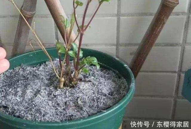 草木灰养花好处多多,正确使用方法有2种,能杀虫,能补钾