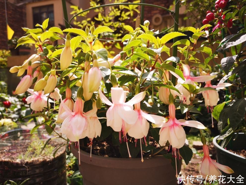 天气变热,4种花不适合淋雨,不然很快就死了