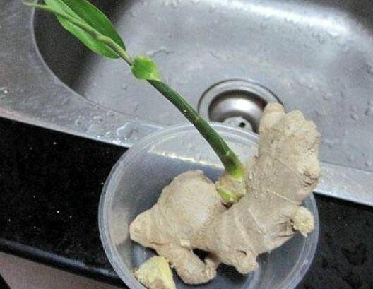 家里有“瓶子”别扔，拿来种“蔬菜”，放阳台养护，春天就能吃