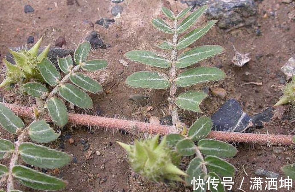 强身健体|遍布各地的野草，却是运动员唯一可以使用的“兴奋剂”