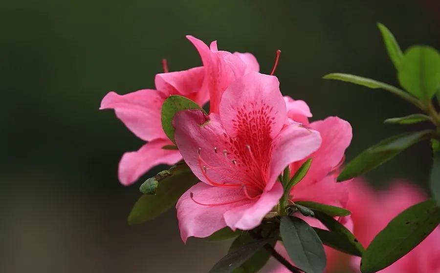 枝条|杜鹃花花后难养护,不用愁,几点建议送给你