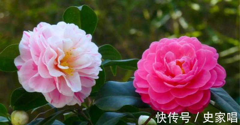 刚种的茶花,没几天就黄叶落蕾了,多半这事做错了