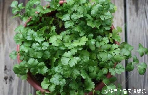 阳台上|不用种子,切下的菜根放盆里,阳台长满小绿苗!