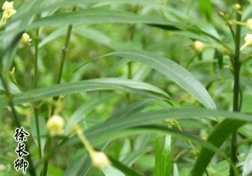 农村|农村一种野草,蛇见到掉头,药用价值高,治疗胃痛有奇效,了解下