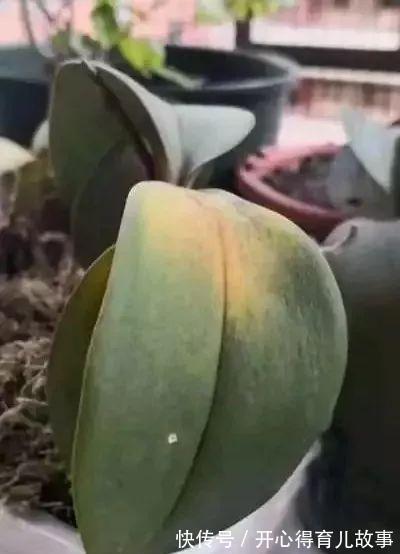 养了几年的蝴蝶兰眼看开花了,却突然死了,不料凶手是它