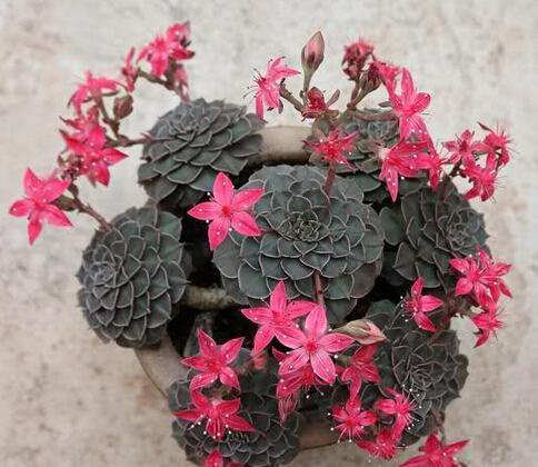 植物|此款多肉植物,冷门不受欢迎,看过它开花才后悔,原来是花仙子