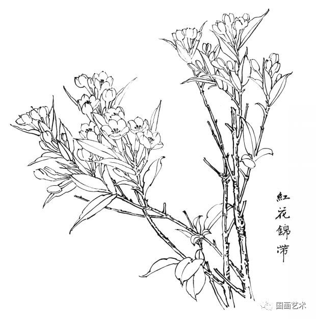  白描|花卉白描图谱选页分享