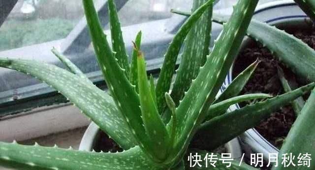 叶片|“3种花”养客厅,大气、上档次,吸“甲醛”效果好,空气清新