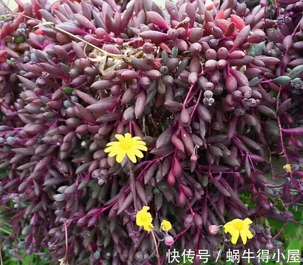 玉露|适合7月养的多肉植物，皮实好养颜值高，喜欢别犹豫，适合新手