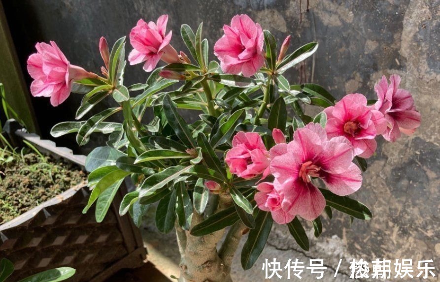 仙人球|8种花不能多浇水,“少水少肥”伺候它,反而长势旺盛开花多