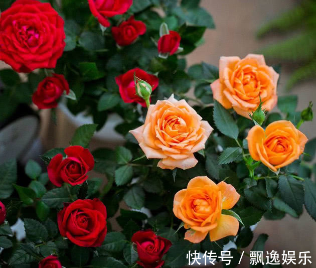 月季花养不好老花友教你两招,花开绚丽又大朵,越养花越大