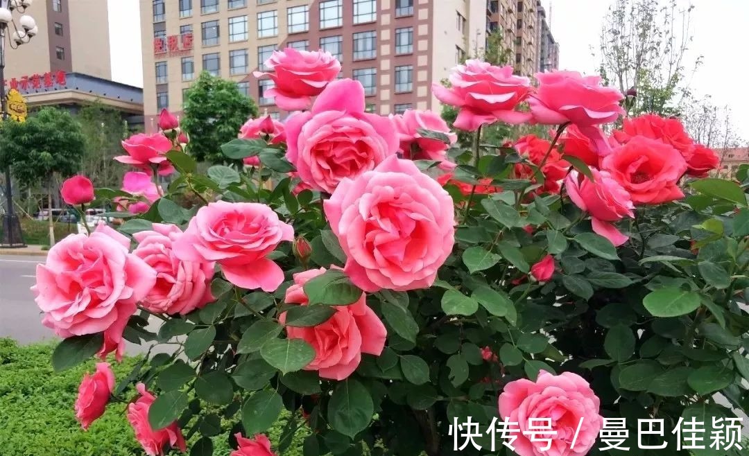 光照|3种“向阳花”喜欢晒太阳,光照不足,劝你不要养!越养越差劲!