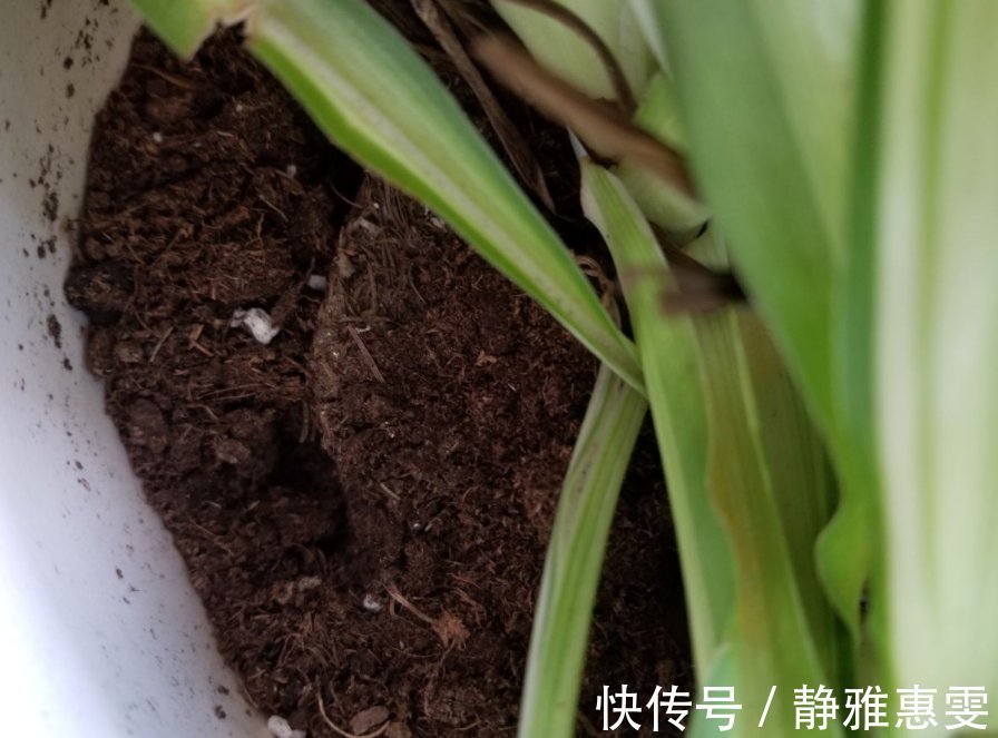 干枯|为什么吊兰总干尖?4个原因导致,对症下药好得快