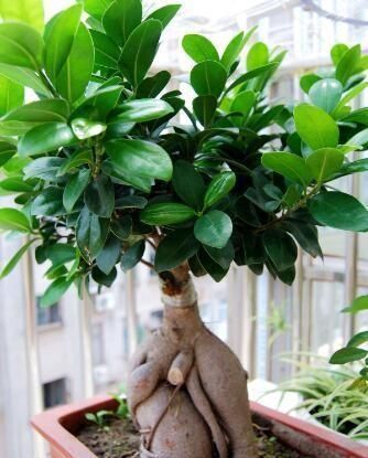 新叶|养盆栽榕树,一个小方法,新叶嫩叶蹭蹭长,枝繁叶茂,越长越旺