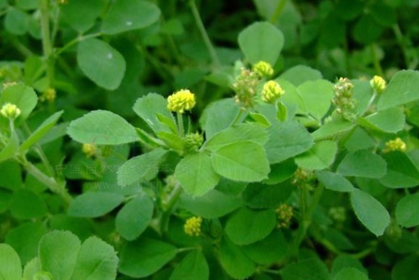 钙片|不花钱也能补钙!农村人的天然钙片,不仅补钙,还有许多好处
