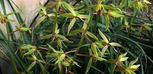 粉末|兰花叶片有黑斑，用上一点粉末，让它快恢复，平常使用能预防